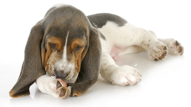 Most Common Explanations why Dogs Chew Their Paws