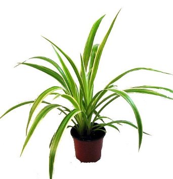 These types of Plants Can Enhance a Home's Quality of Air